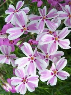 Phlox mousse 'Candy Stripes' Phlox mousse 'Candy Stripes'