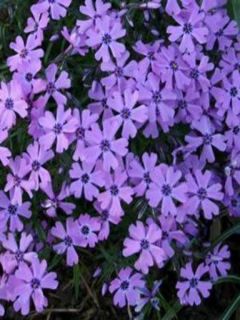 Phlox mousse 'Purple Beauty' Phlox mousse 'Purple Beauty'
