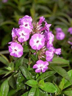 Phlox paniculé 'Laura' Phlox paniculé 'Laura'