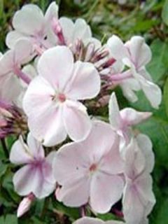 Phlox paniculé 'Monica Lynden Bell' Phlox paniculé 'Monica Lynden Bell'