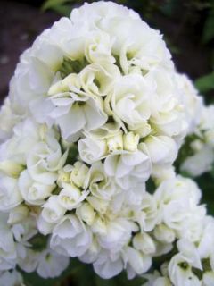 Phlox paniculata Tiara - Phlox paniculé double blanc 