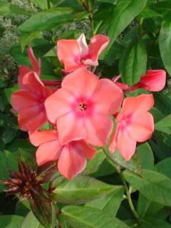 Phlox paniculé 'Windsor'