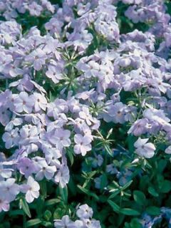 Phlox stolonifera Blue Ridge Phlox stolonifera Blue Ridge