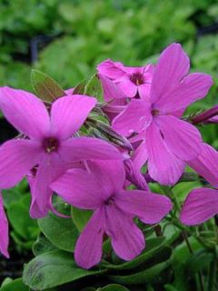 Phlox rampant 'Home Fires' Phlox rampant 'Home Fires'