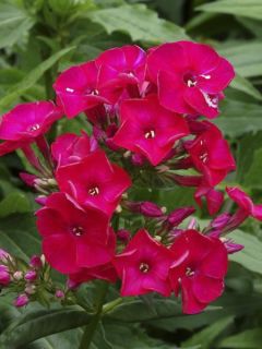 Phlox paniculata Red Flame