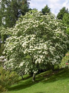 Photinia beauverdiana notabilis