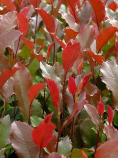 Photinia 'Corallina'