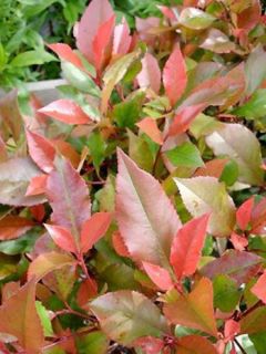Photinia Fraseri  Little Red Robin - Photinia nain Little Red Ro