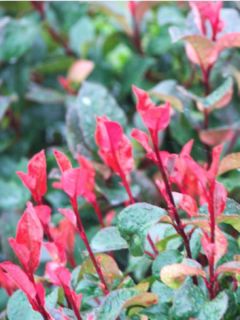 Photinia x fraseri Nana - Photinia nain