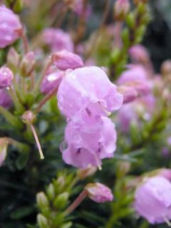 Phylliopsis hillieri Sprite - Phylliopsis Rose