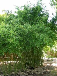 Phyllostachys aurea