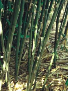 Phyllostachys bissetii