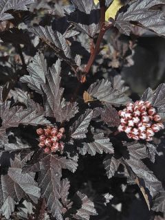 Physocarpe à feuilles d'Obier 'All Black'