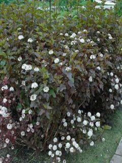 Physocarpe à feuilles d'Obier 'Diabolo'