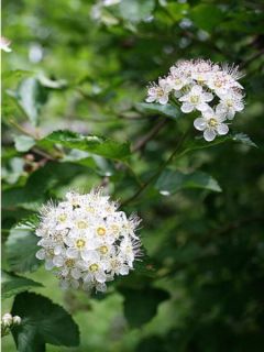 Physocarpus opulifolius - Physocarpe à feuilles d'aubier