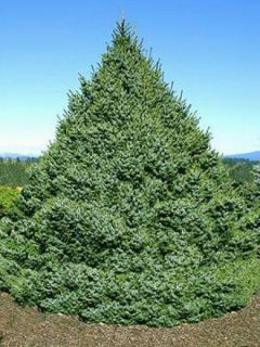 Épicéa de Serbie Nana - Picea omorika Épicéa de Serbie Nana - Picea omorika