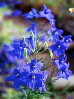 Pied d'alouette de Chine 'Blauer Zwerg' Pied d'alouette de Chine 'Blauer Zwerg'