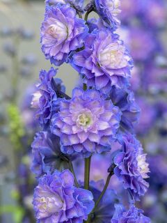 Pied d'Alouette elatum 'Highlander Bolero' Pied d'Alouette elatum 'Highlander Bolero'