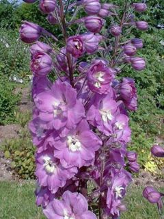 Delphinium Strawberry Fair, Pied d Alouette Delphinium Strawberry Fair, Pied d Alouette