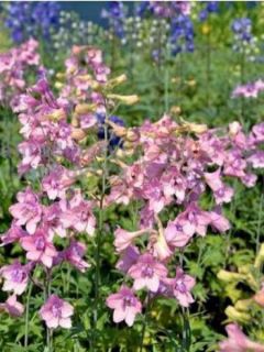 Pied d'Alouette ruysii 'Pink Sensation' Pied d'Alouette ruysii 'Pink Sensation'