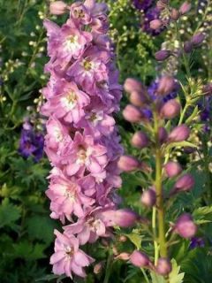 Pied d'Alouette vivace 'Astolat'