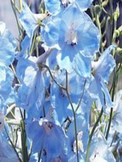 Delphinium belladonna Ballkleid, Pied d Alouette Delphinium belladonna Ballkleid, Pied d Alouette