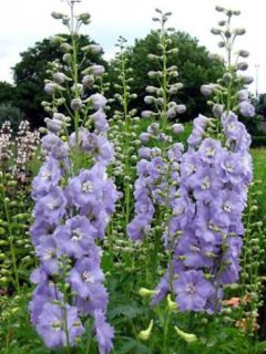 Delphinium Pacific giant Cameliard - Pied d'Alouette vivace Delphinium Pacific giant Cameliard - Pied d'Alouette vivace