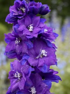 Pied d'Alouette vivace 'Christel' Pied d'Alouette vivace 'Christel'