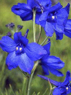 Delphinium grandiflorum sinensis -Eperon ND - Pied d'Alouette vivace Delphinium grandiflorum sinensis -Eperon ND - Pied d'Alouette vivace