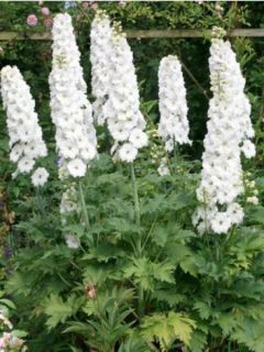 Pied d'Alouette vivace 'Galahad' Pied d'Alouette vivace 'Galahad'