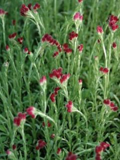Pied de chat, Antennaire dioïque 'Rubra'