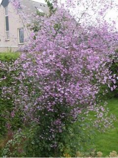 Pigamon de Delavayi 'Splendide'®