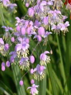 Thalictrum delavayi - Pigamon lilas aux étamines jaune crème