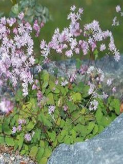 Thalictrum kiusianum, Pigamon