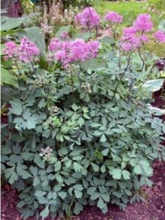 Thalictrum aquilegifolium Thundercloud - Pigamon à feuille d'ancolie