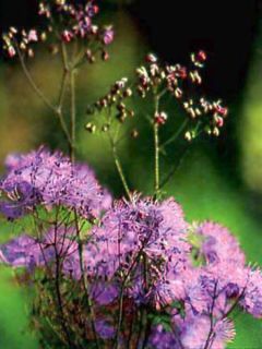 Thalictrum aquilegifolium - Pigamon