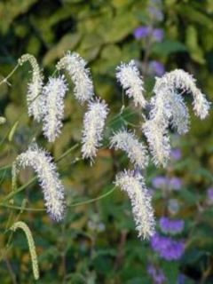 Pimprenelle à fines feuilles 'Alba'