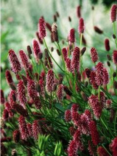 Pimprenelle d'Alaska