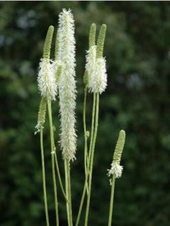 Pimprenelle du Canada