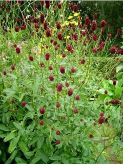 Pimprenelle officinale 'Tanna'