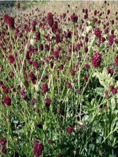 Pimprenelle 'Red Thunder'