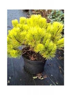 Pin de montagne - Pinus mugo Carsten's Wintergold