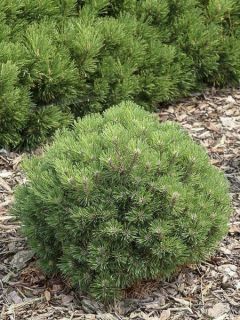 Pin de montagne 'Heideperle'