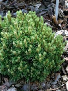 Pinus mugo Mops - Pin de montagne                           