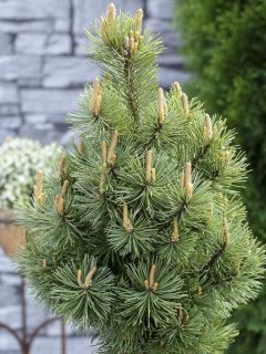 Pin de montagne 'Mumpitz'