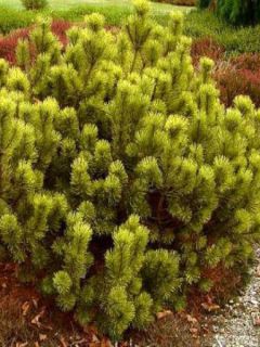 Pinus mugo Ophir - Pin de montagne                                