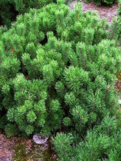 Pinus mugo pumilio - Pin de montagne                                