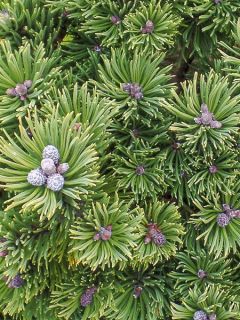 Pin de montagne 'Sherwood Compact'