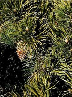 Pin de montagne 'Uncinata'