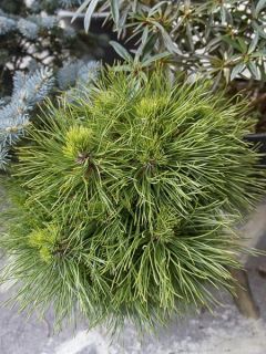 Pin de montagne 'Varella'